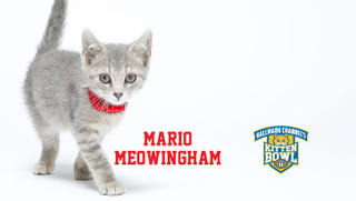 Illustration for article titled Kitten Bowl Player Names, Ranked